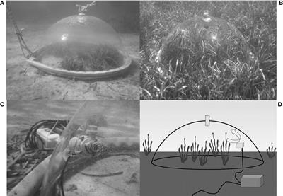 Is All Seagrass Habitat Equal? Seasonal, Spatial, and Interspecific Variation in Productivity Dynamics Within Mediterranean Seagrass Habitat